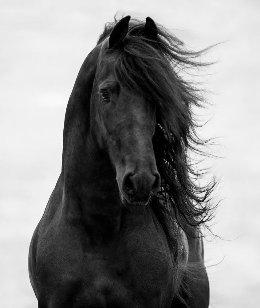 Majestic Dark Horse art print by Carol Walker for $57.95 CAD