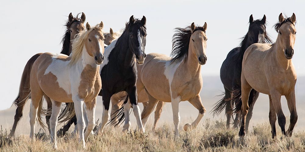 Horses in the Wild art print by Carol Walker for $57.95 CAD