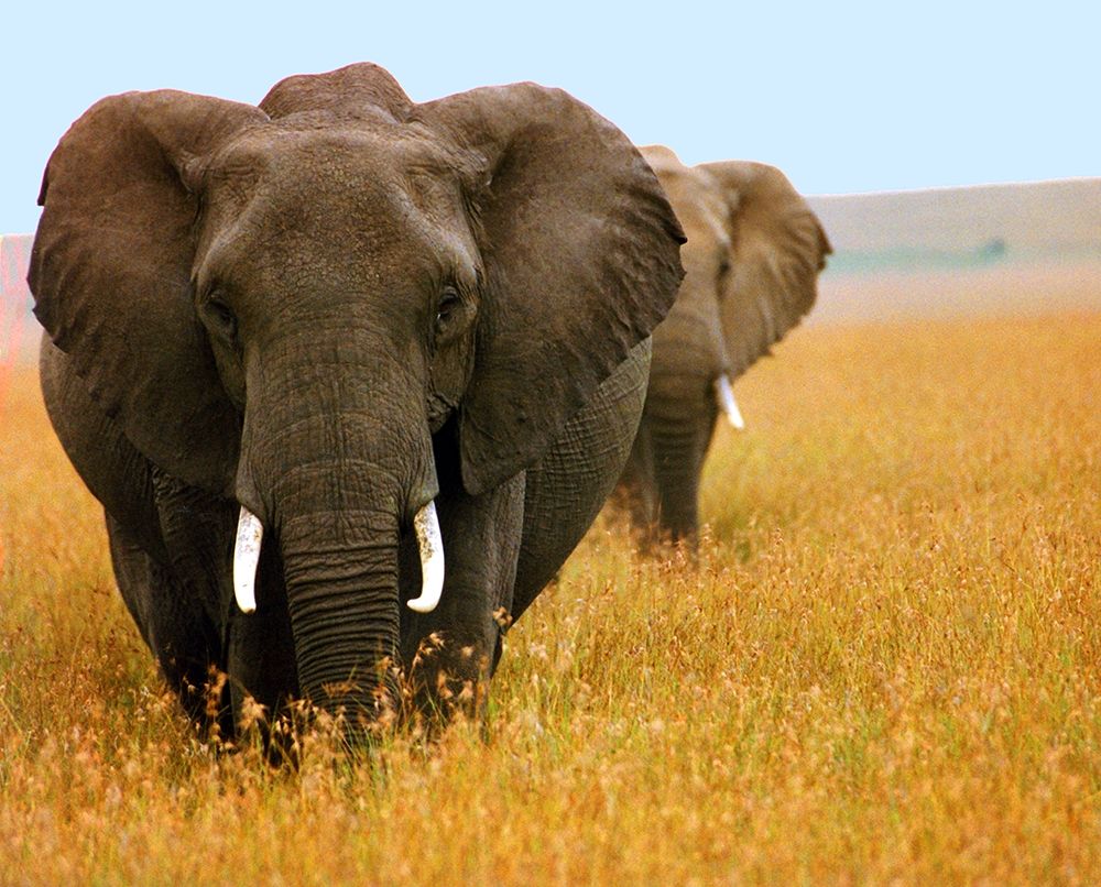 Elephant Plains art print by Kathy Mansfield for $57.95 CAD