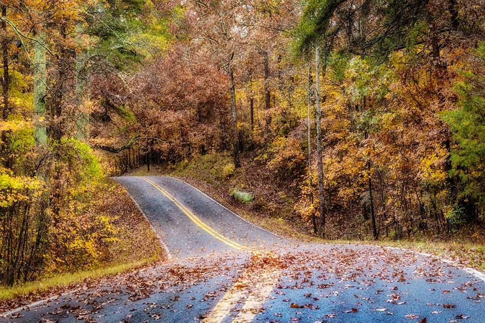 Woodland Road II art print by Andy Amos for $57.95 CAD