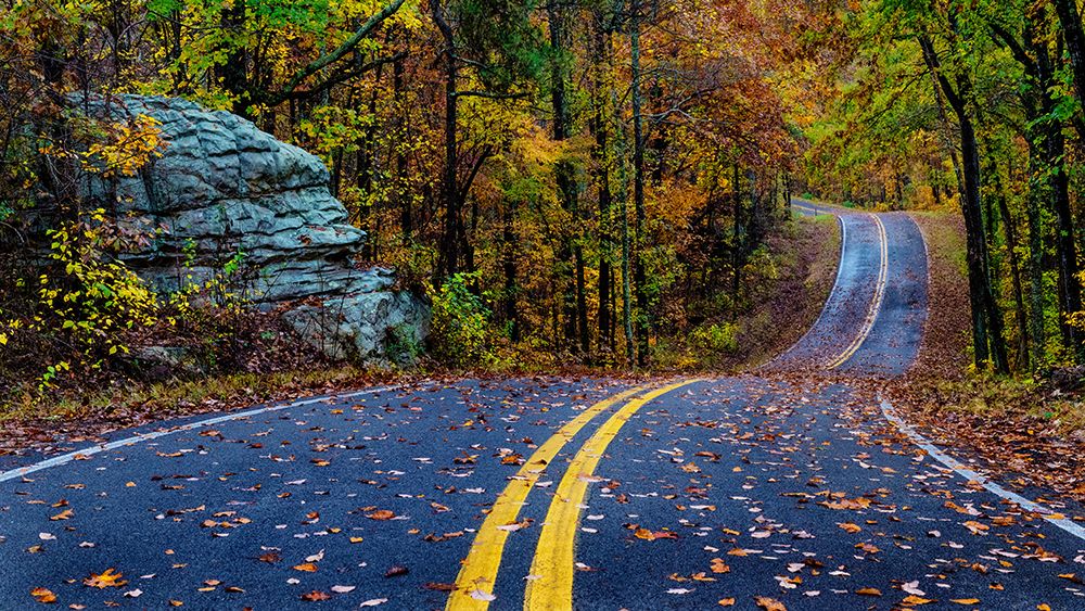 Woodland Road III art print by Andy Amos for $57.95 CAD