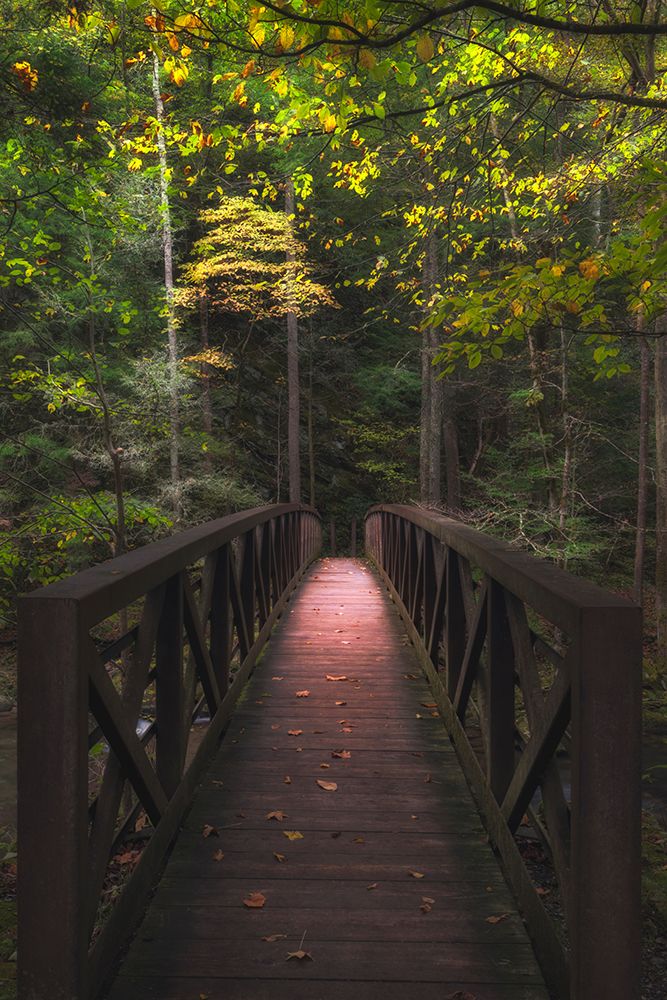 Woodland Narrow Boardwalk art print by Andy Amos for $57.95 CAD