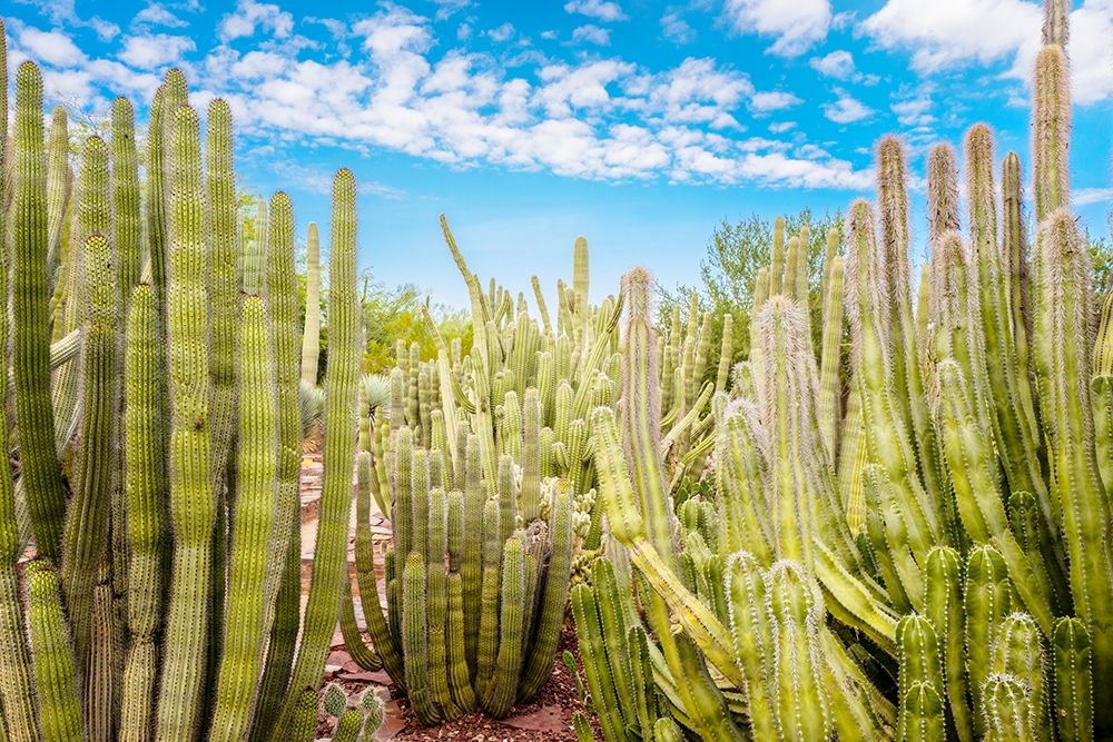 Cactus Garden art print by Bill Carson Photography for $57.95 CAD