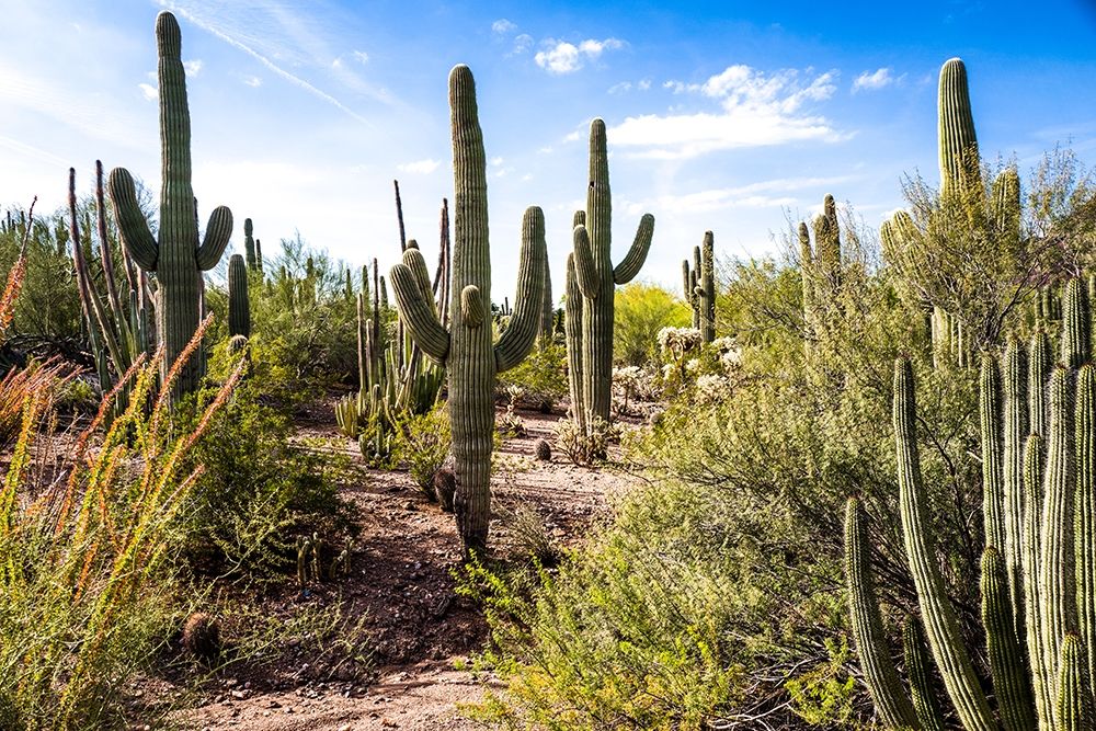 Into the Desert art print by Bill Carson Photography for $57.95 CAD