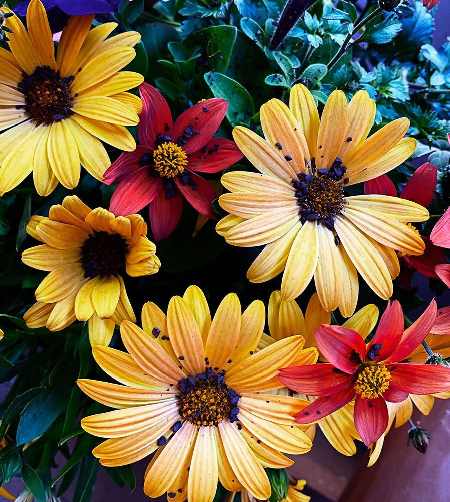 Colorful Bunch art print by Anna Coppel for $57.95 CAD