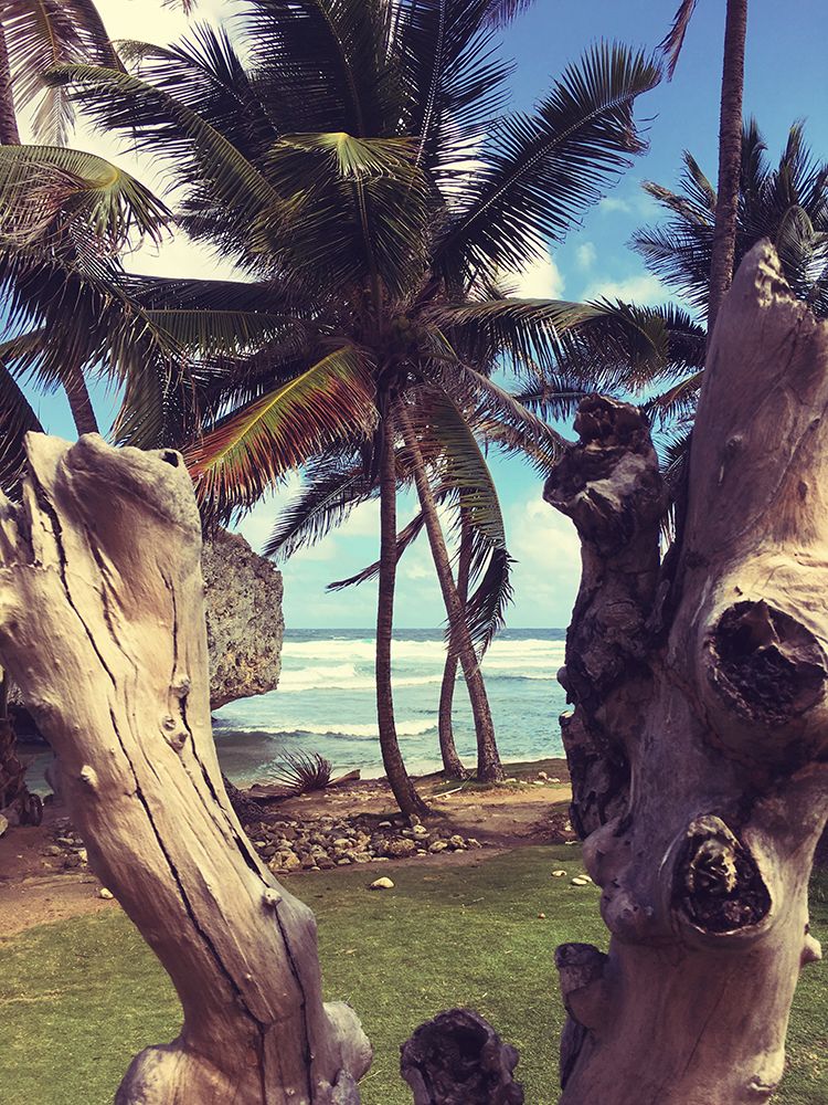 Oceanside Palms art print by Anna Coppel for $57.95 CAD