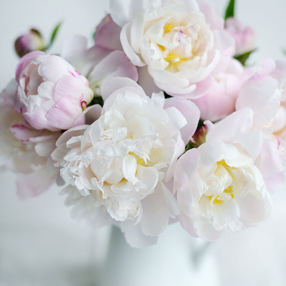 Soft Petal Lane art print by Sarah Gardner for $57.95 CAD
