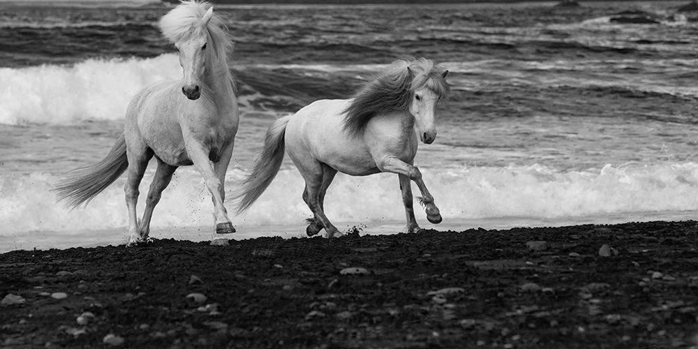 Beach Horses art print by Carol Walker for $57.95 CAD
