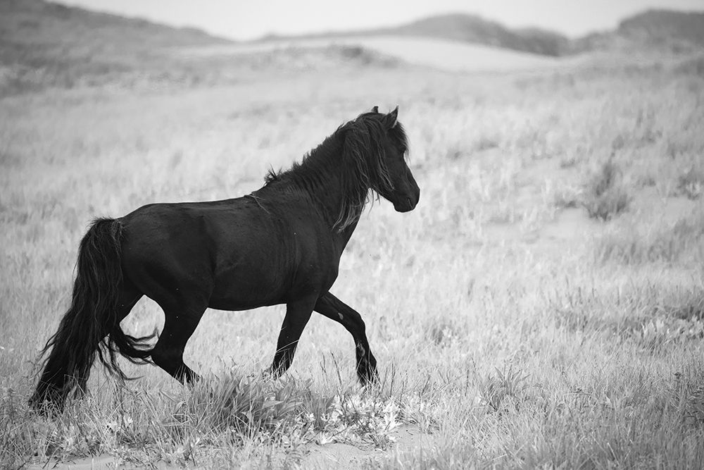 Black Pony art print by Carol Walker for $57.95 CAD