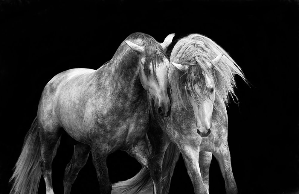 Two Friends art print by Carol Walker for $57.95 CAD