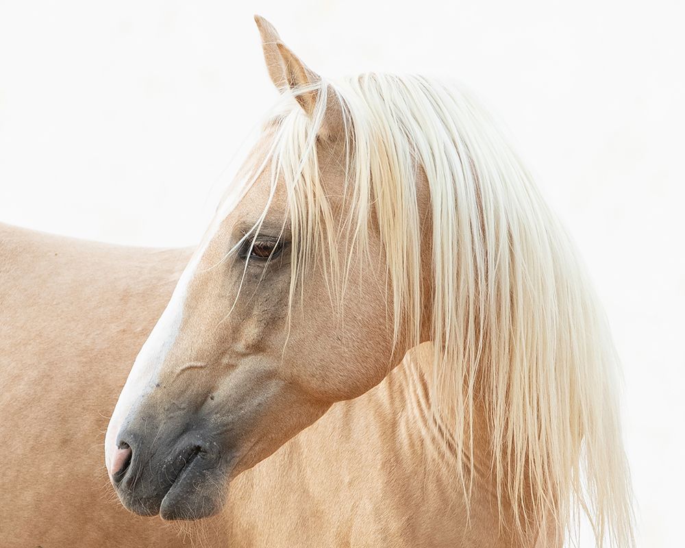 Gazing Palomino art print by Carol Walker for $57.95 CAD