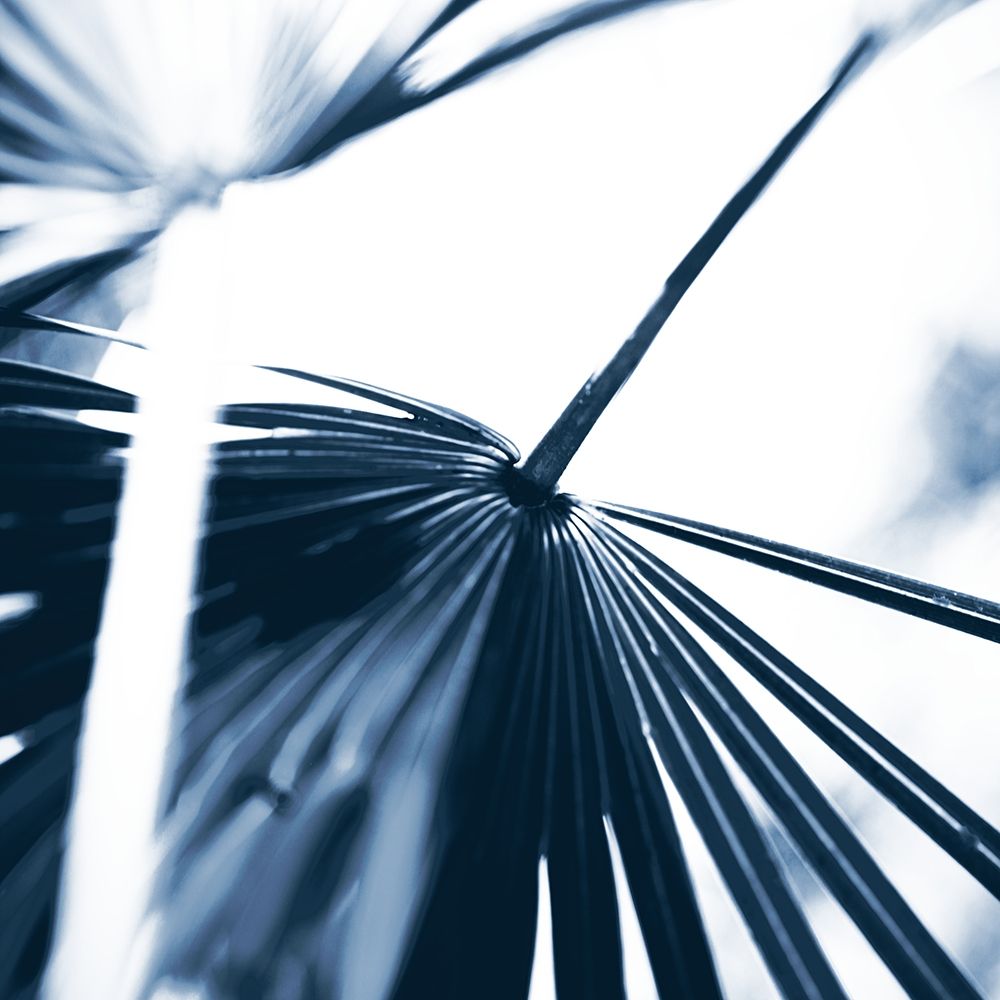 Among Blue Palms II art print by Susan Bryant for $57.95 CAD