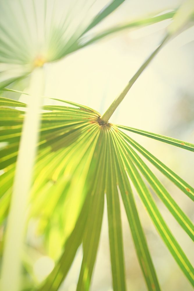 Among Palms II art print by Susan Bryant for $57.95 CAD
