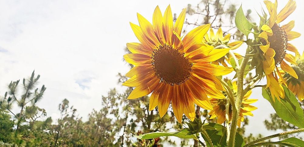 Summer Sunflower I art print by Kali Wilson for $57.95 CAD