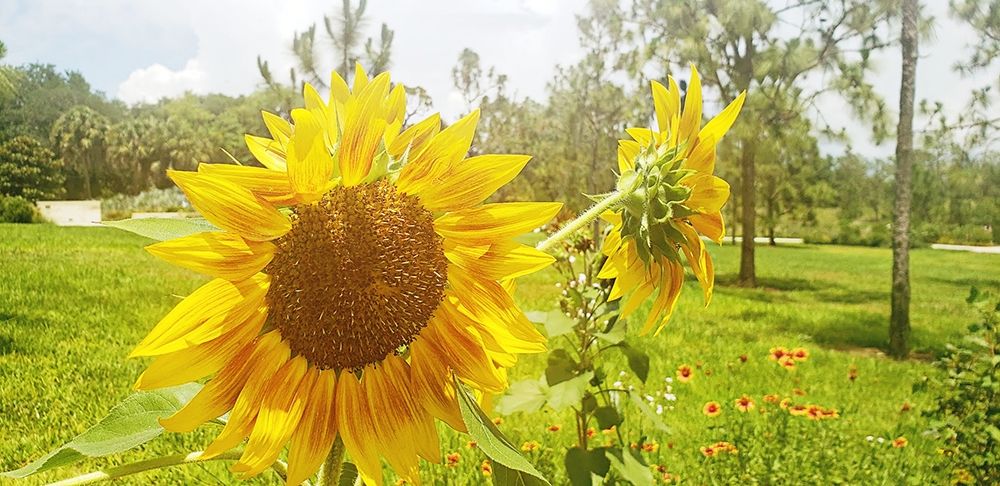 Summer Sunflower II art print by Kali Wilson for $57.95 CAD