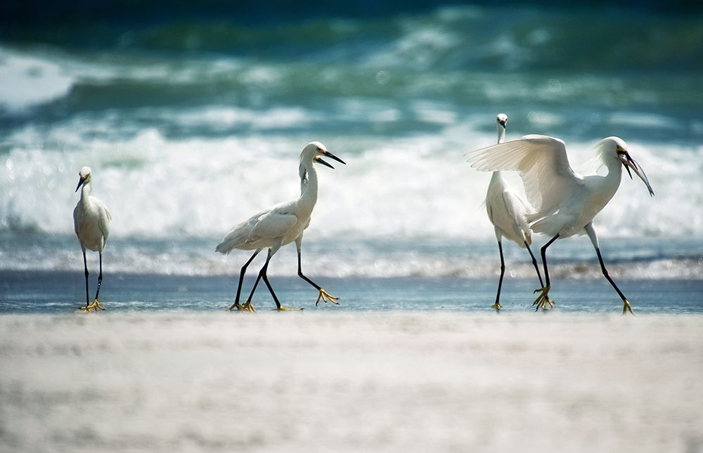 Egret Walk art print by Bruce Nawrocke for $57.95 CAD