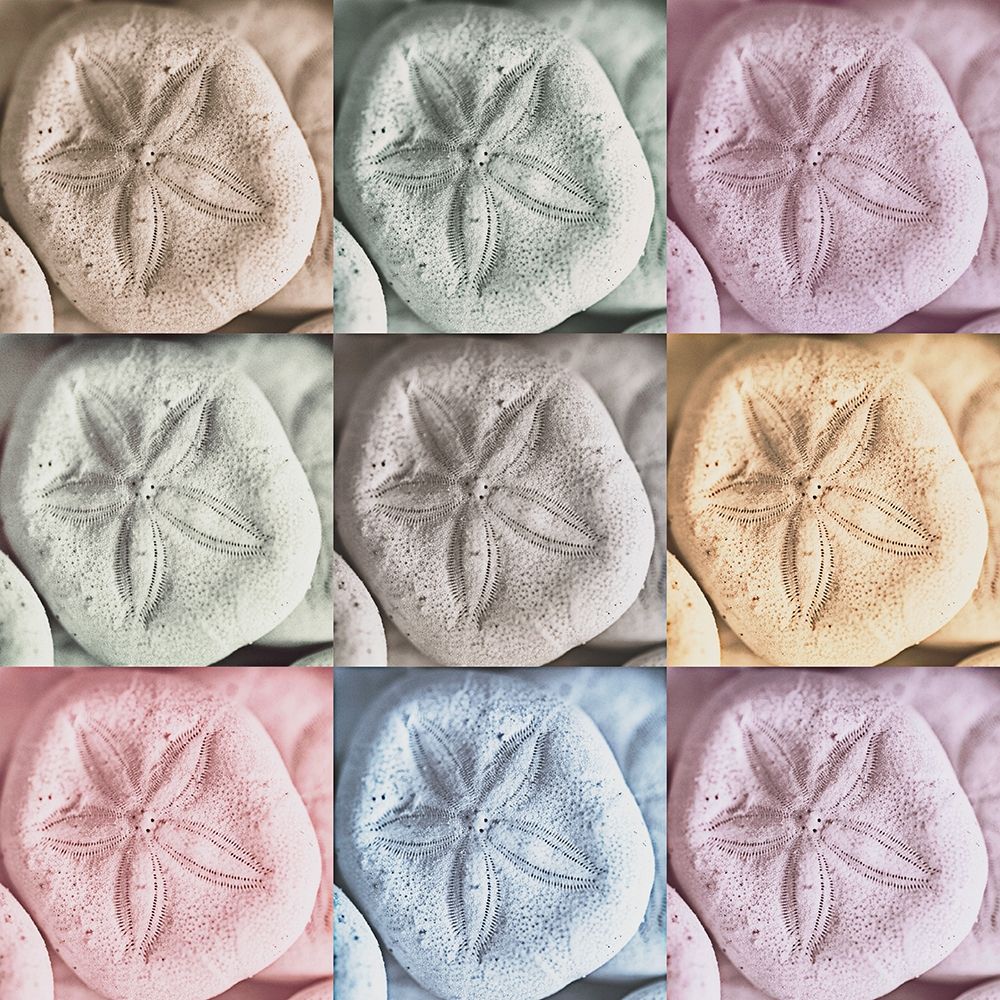 Harbor Sand Dollars art print by Andy Amos for $57.95 CAD