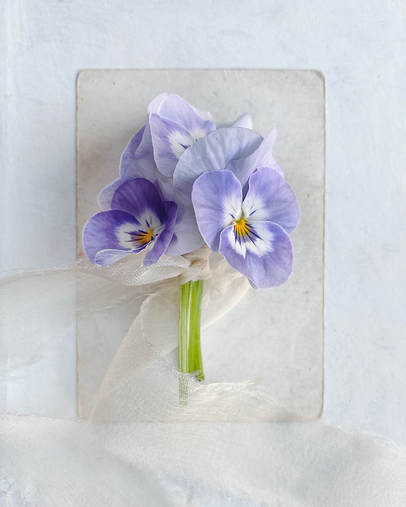 A Little Beauty art print by Sarah Gardner for $57.95 CAD