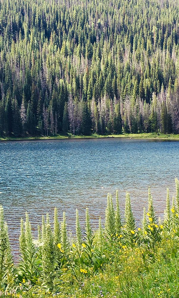 Hidden Lake art print by Anna Coppel for $57.95 CAD