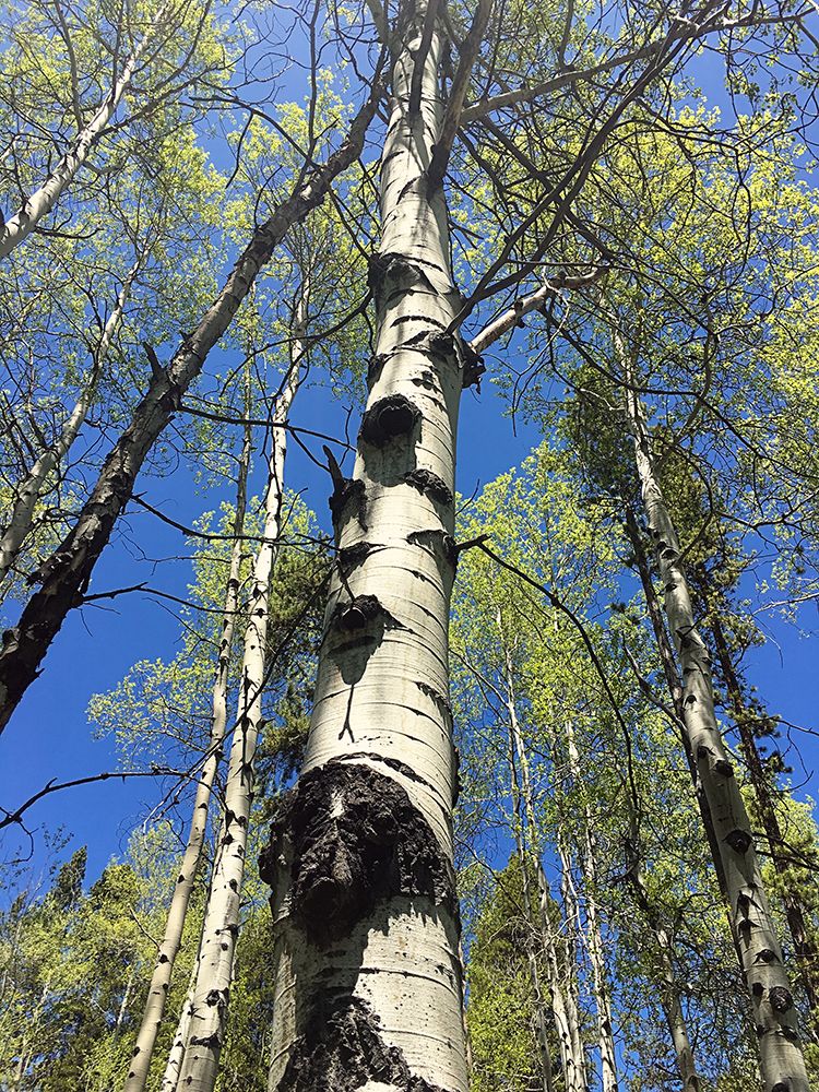 Aspens Reaching for the Sky art print by Anna Coppel for $57.95 CAD