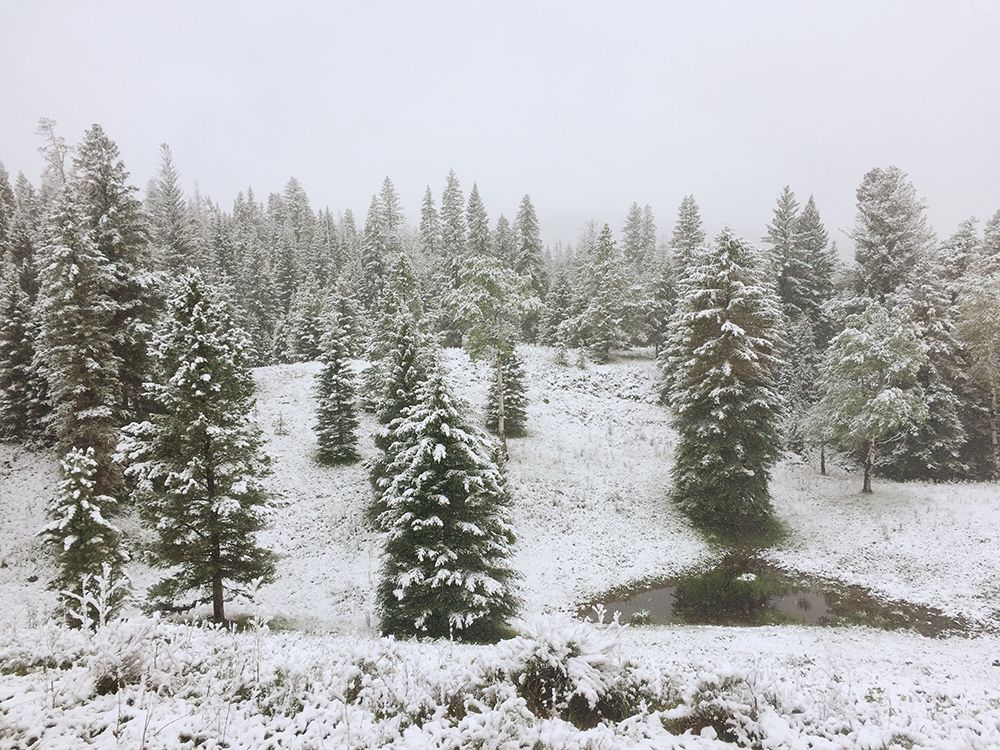 Dusting of Snow art print by Anna Coppel for $57.95 CAD
