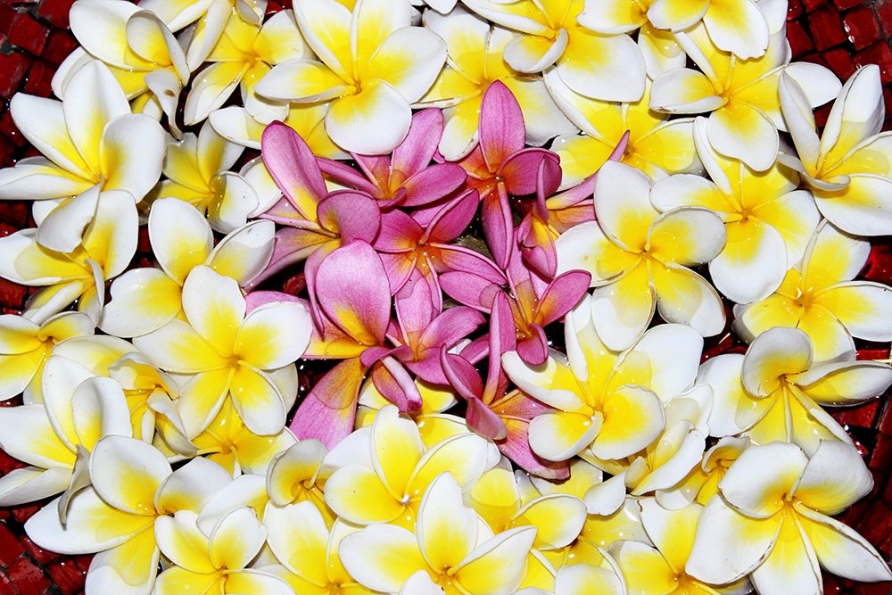 Floating Petals art print by Anna Coppel for $57.95 CAD
