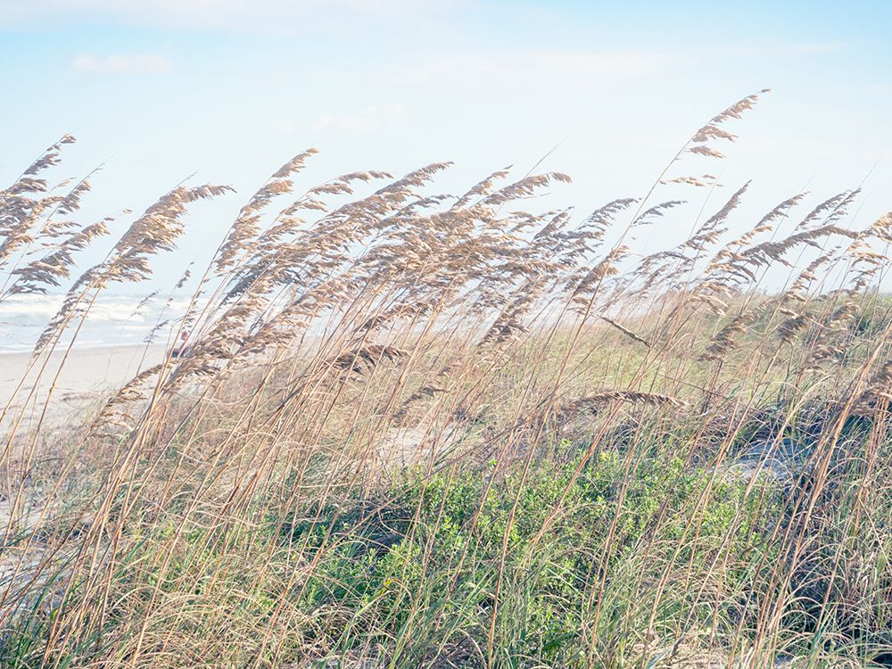 Eastern Beach Grass I art print by Stede Bonnett for $57.95 CAD