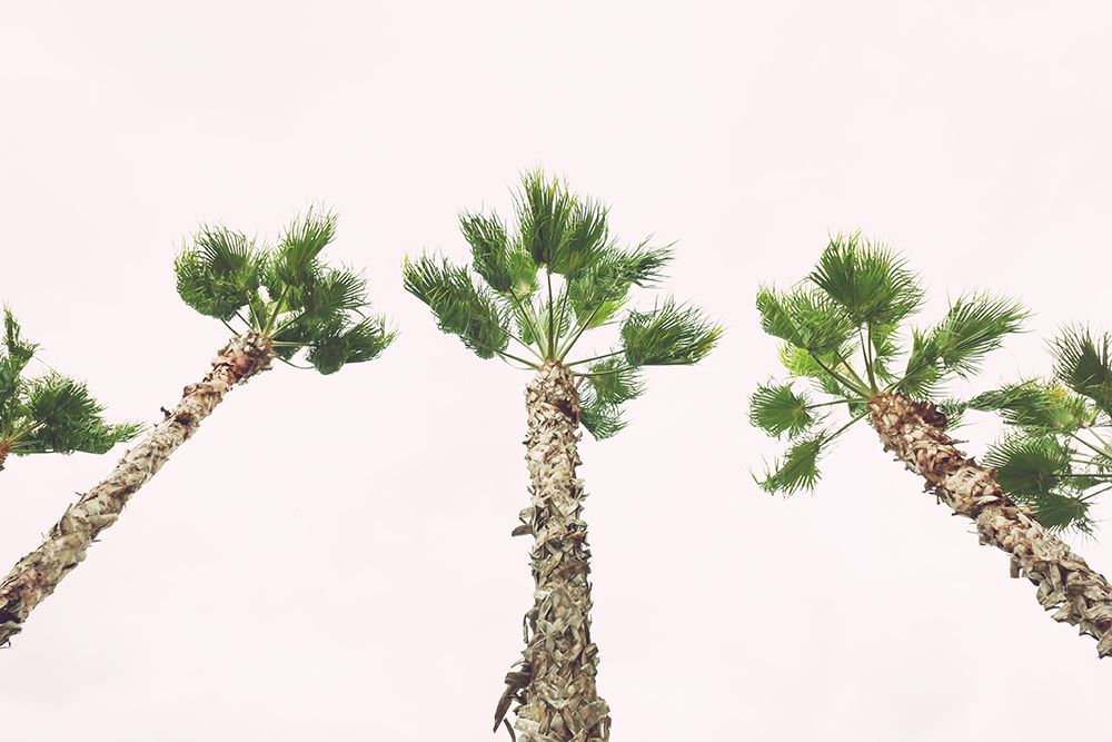 Eastern Beach Palms II art print by Stede Bonnett for $57.95 CAD