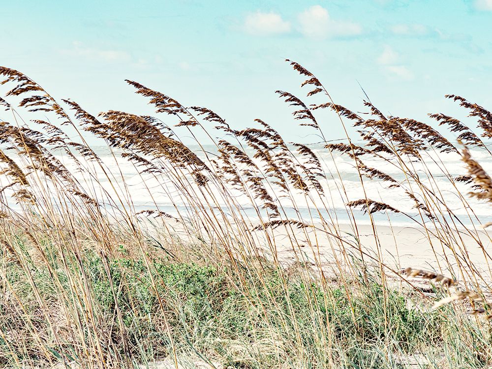 Eastern Beach Grass II art print by Stede Bonnett for $57.95 CAD