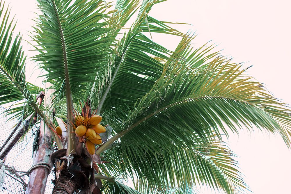 Mexican Papaya Palms art print by Kali Wilson for $57.95 CAD