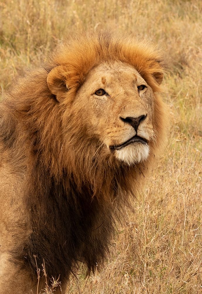 Lions Intent Stare art print by Kathy Mansfield for $57.95 CAD