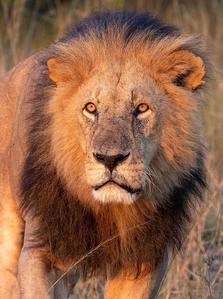 Approaching Lion art print by Kathy Mansfield for $57.95 CAD