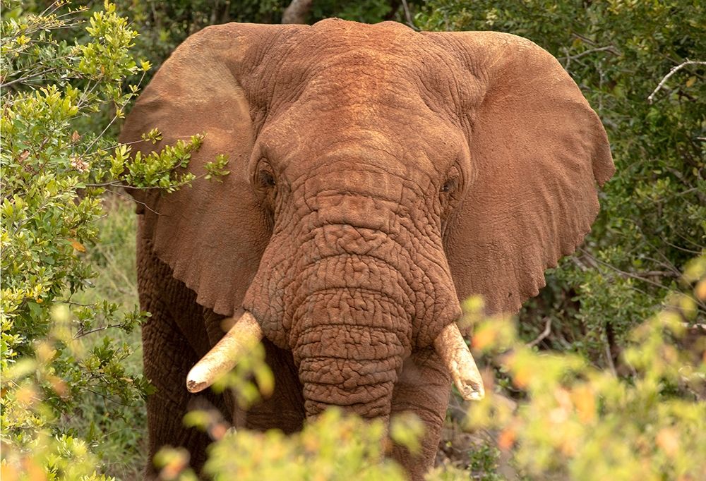 Elephant on Alert art print by Kathy Mansfield for $57.95 CAD