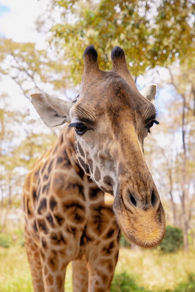 Curious Giraffe art print by Kathy Mansfield for $57.95 CAD