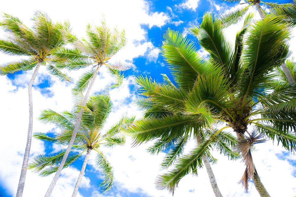 Hawaii Oahu Palms art print by Bill Carson Photography for $57.95 CAD