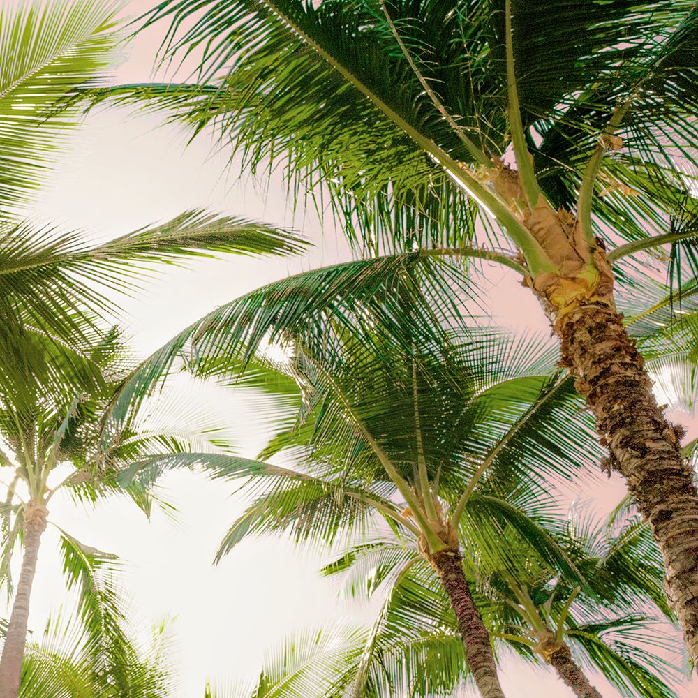 Bright Oahu Palms I art print by Bill Carson Photography for $57.95 CAD