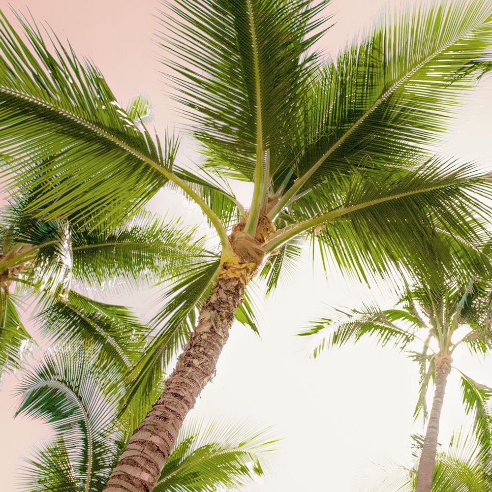 Bright Oahu Palms II art print by Bill Carson Photography for $57.95 CAD