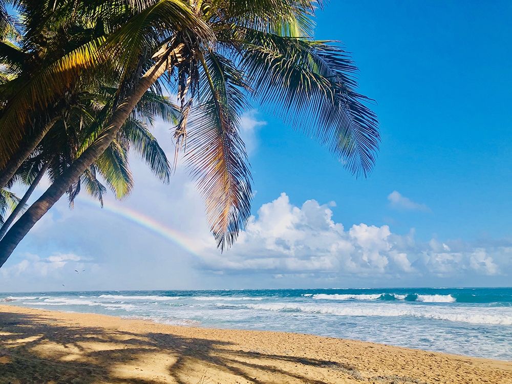 Under the Palms art print by Acosta for $57.95 CAD