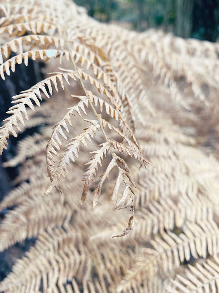 Cream Fern art print by Sarah Jane for $57.95 CAD
