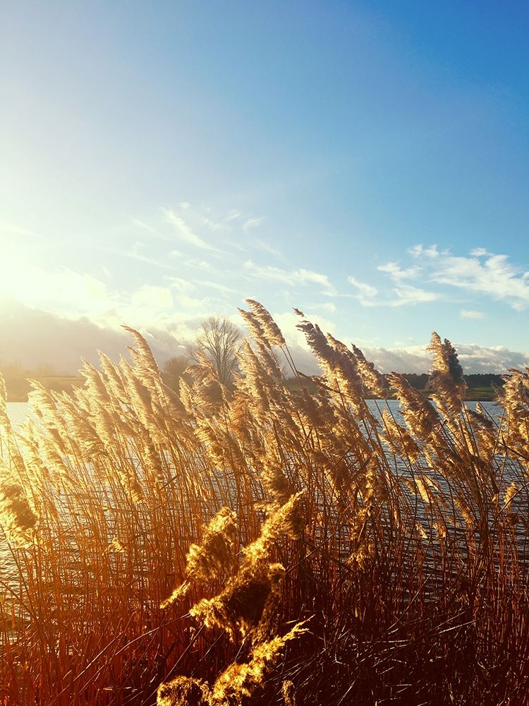 Beach Grass art print by Sarah Jane for $57.95 CAD