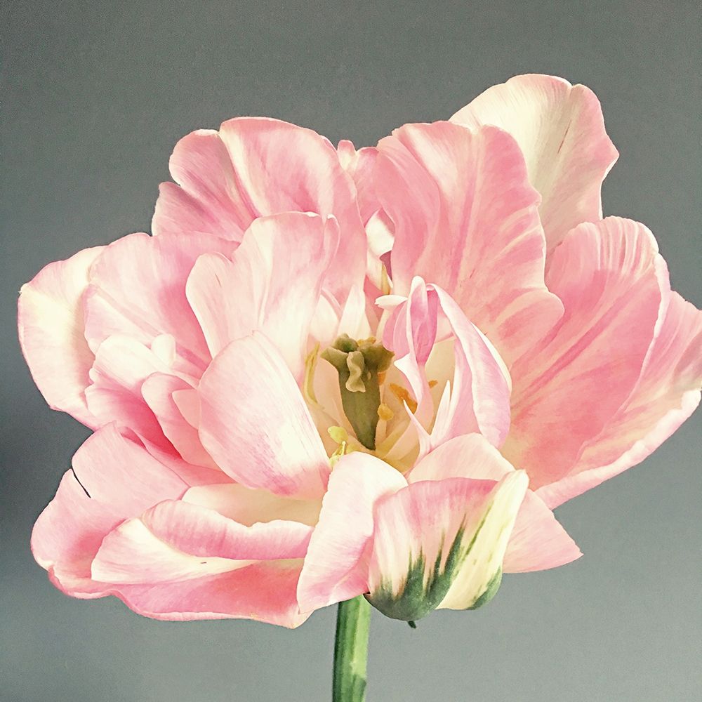Pink Bloom art print by Sarah Jane for $57.95 CAD
