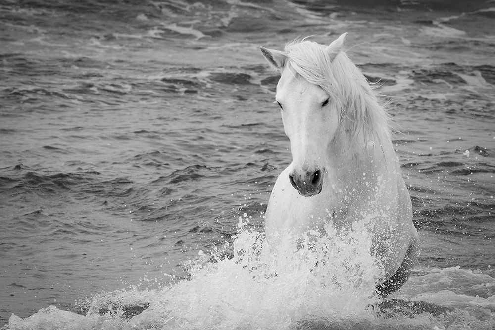 Coastal Horse art print by Carol Walker for $57.95 CAD