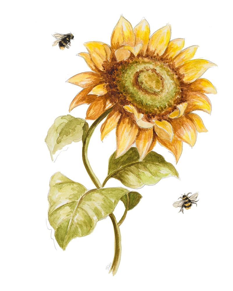 Harvest Gold Sunflower II art print by Patricia Pinto for $57.95 CAD
