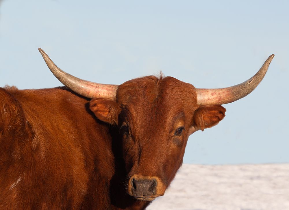 Steer art print by Carol Walker for $57.95 CAD