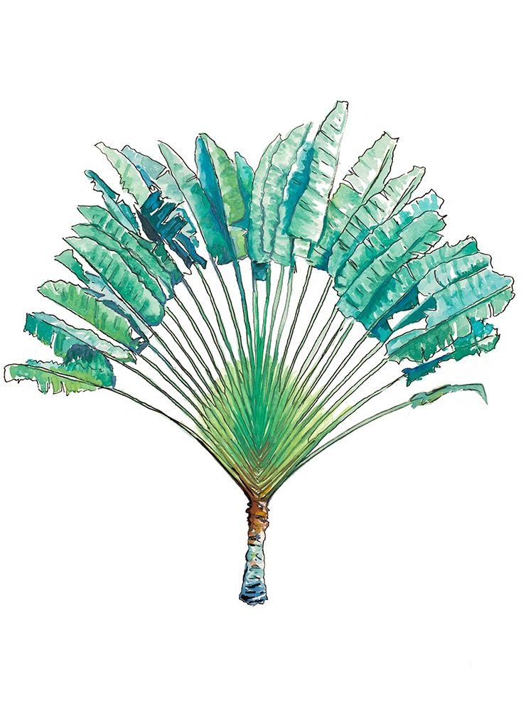 Travelers Palm art print by Patricia Pinto for $57.95 CAD