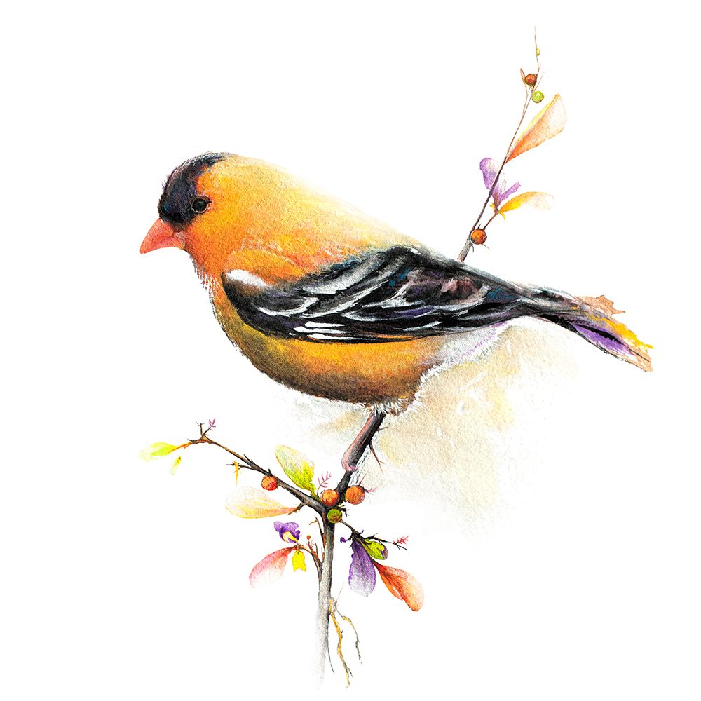 Watercolor Chickadee III art print by Diannart for $57.95 CAD