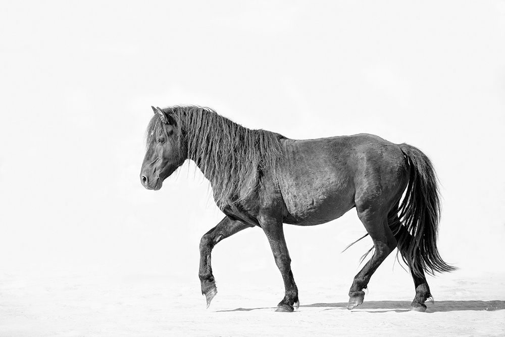 Black Horse art print by Jan Walters for $57.95 CAD