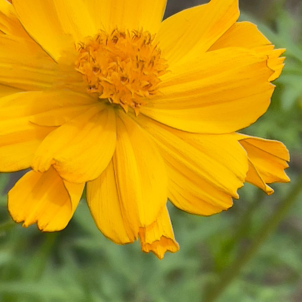 Sunny Yellow Bloom art print by Dan Meneely for $57.95 CAD
