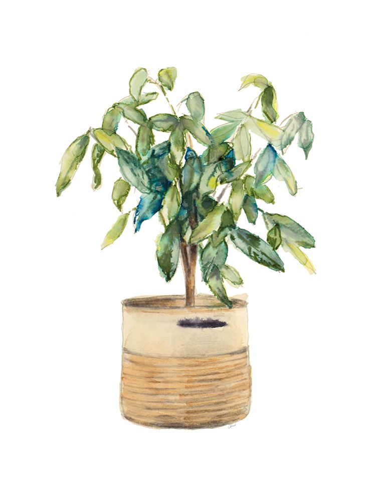 Ficus Tree In Basket art print by Lanie Loreth for $57.95 CAD