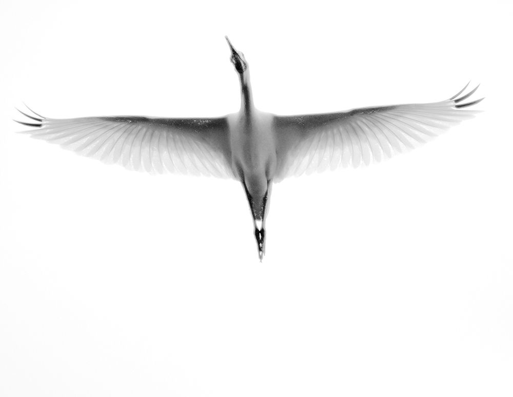 In Flight art print by Bill Carson Photography for $57.95 CAD